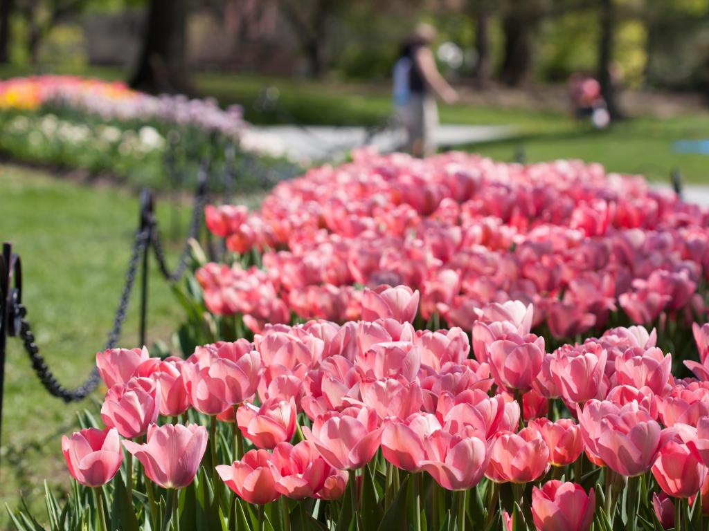 Pink tulip blossom cluster in a garden