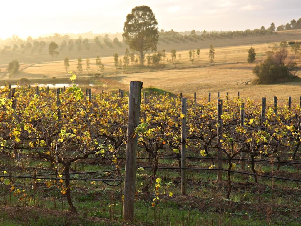 Vineyard in Australia's Hunter Valley in golden light with gentle hill slope rising up on the other side of the valley