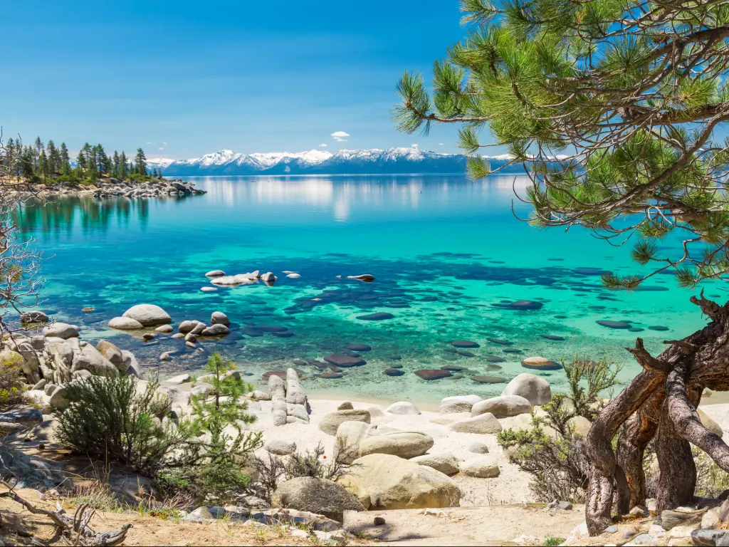 Lake Tahoe beach with a tree in the foreground, blue sky above and mountains behind