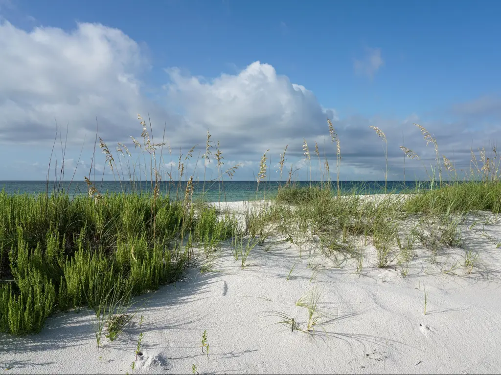 Pensacola Florida Beach morning, crisp details, ripe sea oats, pristine landscape at Gulf Islands National Seashore.