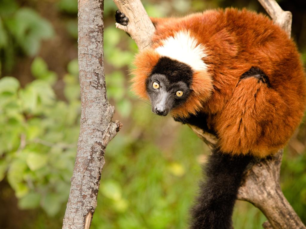 Close up shot of a Red Ruffed Lemur in Henry Doorly Zoo, Omaha