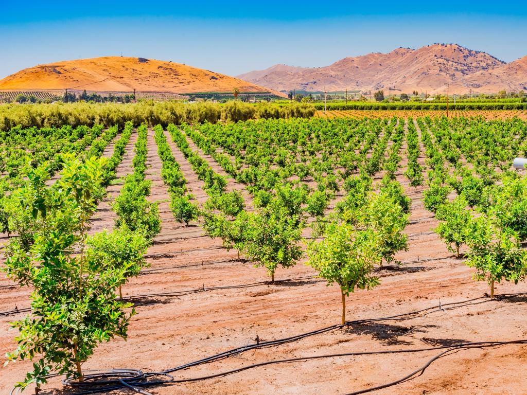 Fresno, California, USA at the San Joaquin Valley covers a huge part of Central California, with young orange trees growing in the orchards in the valley, near Clovis and Fresno.