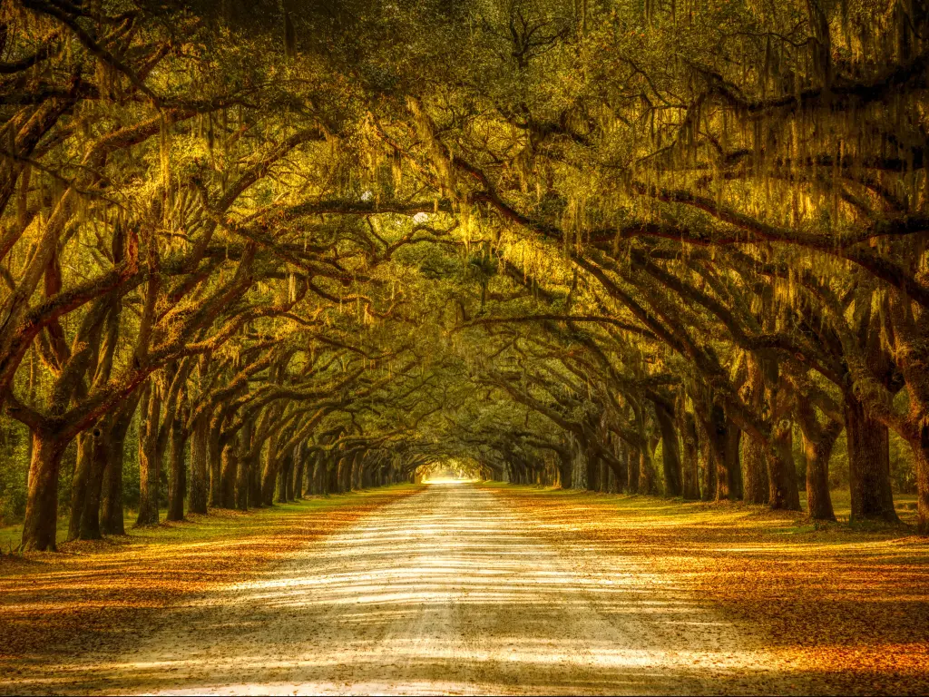 Oak trees line an empty road are covered with spanish moss in golden light