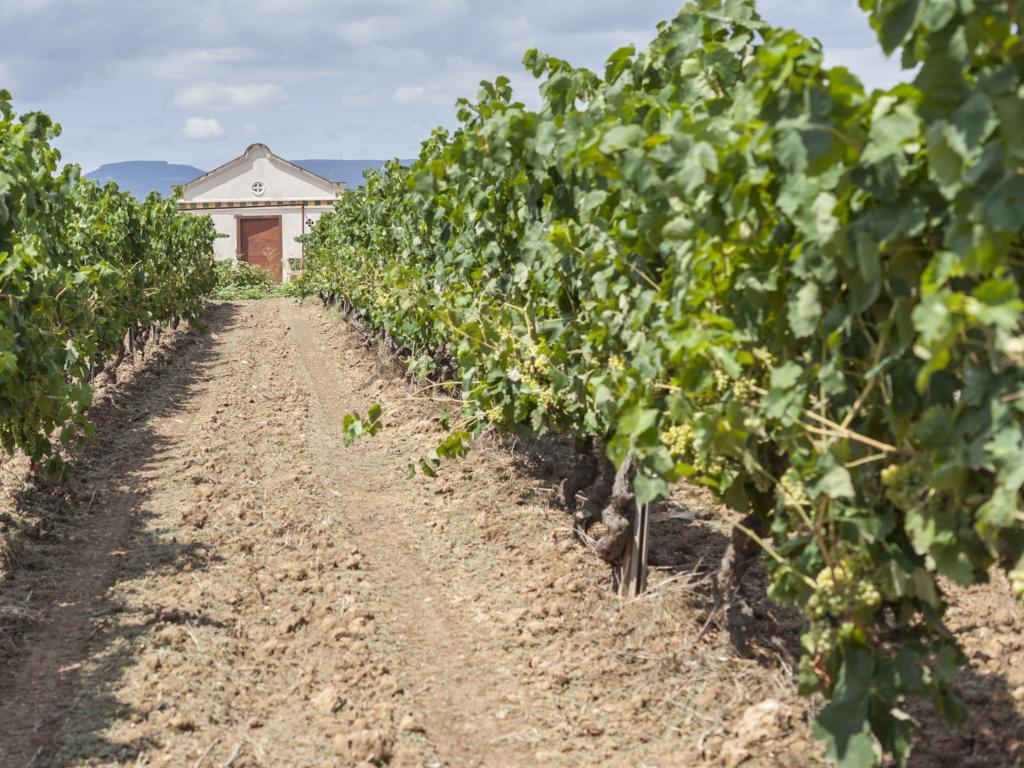 Vineyard in the Penedes wine region, Catalonia, Spain