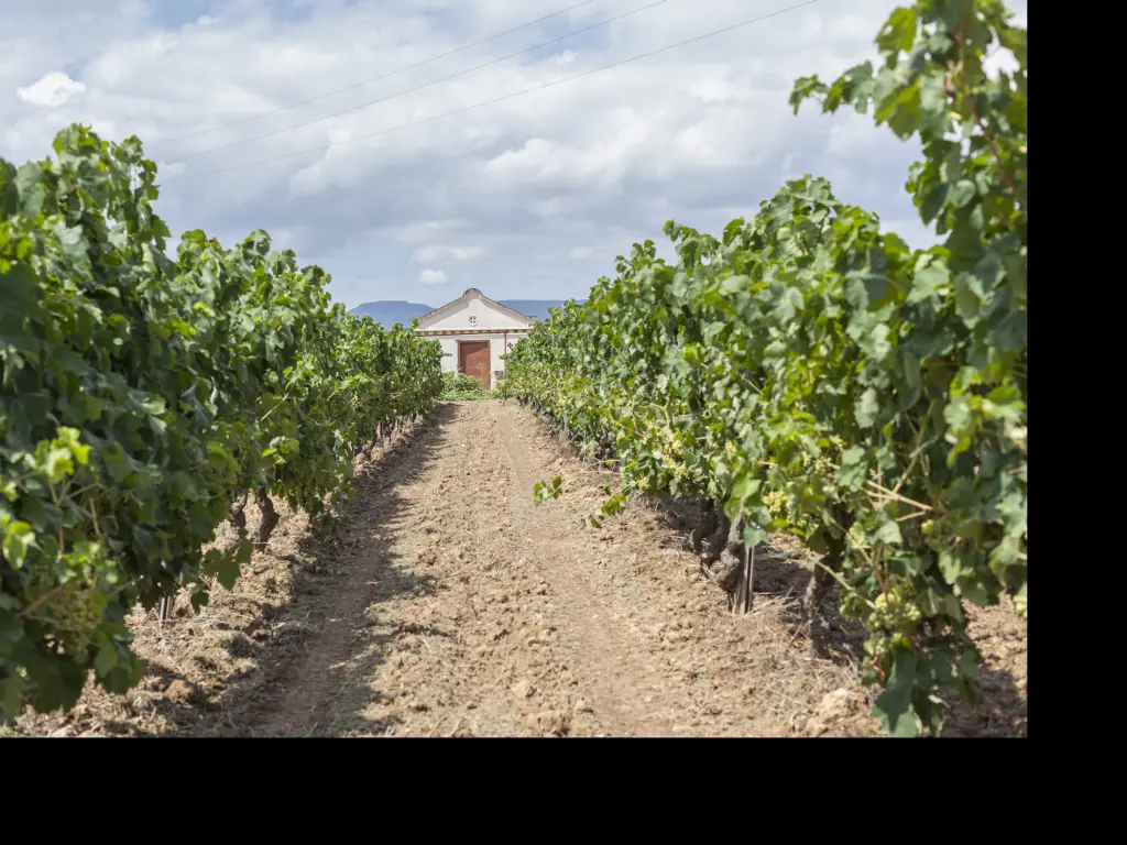 Vineyard in the Penedes wine region, Catalonia, Spain