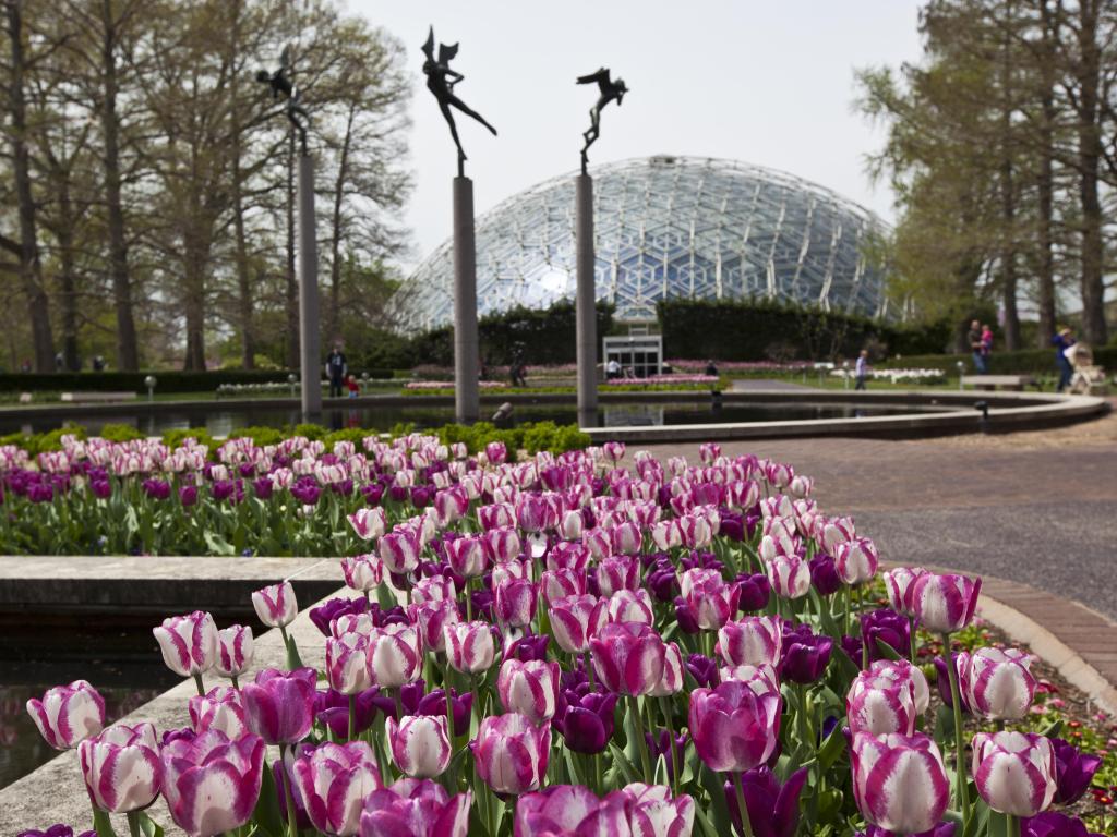Climatron at the Missouri Botanical Gardens, St Louis, on an overcast day with purple tulips in the foreground.