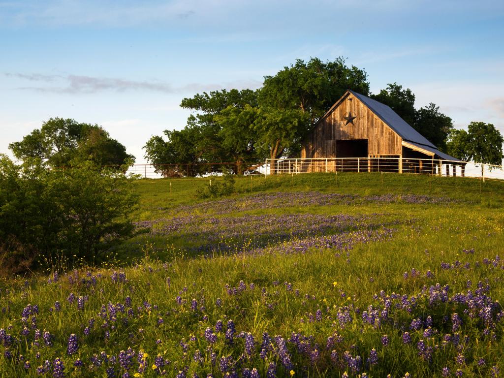 Wooden Barn with a star stands in a field on the Bluebonnet Trail near Ennis, Texas, on a sunny spring day
