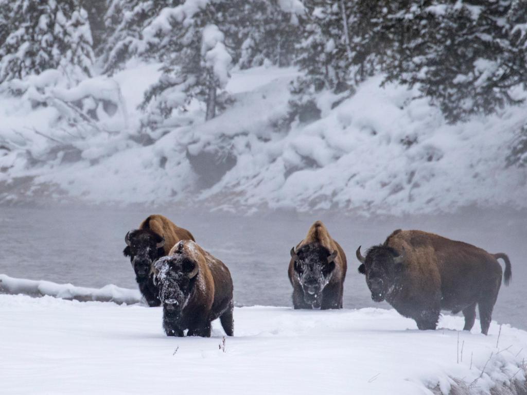 Four Bull Bison in a blizzard in Yellowstone National Park in the winter