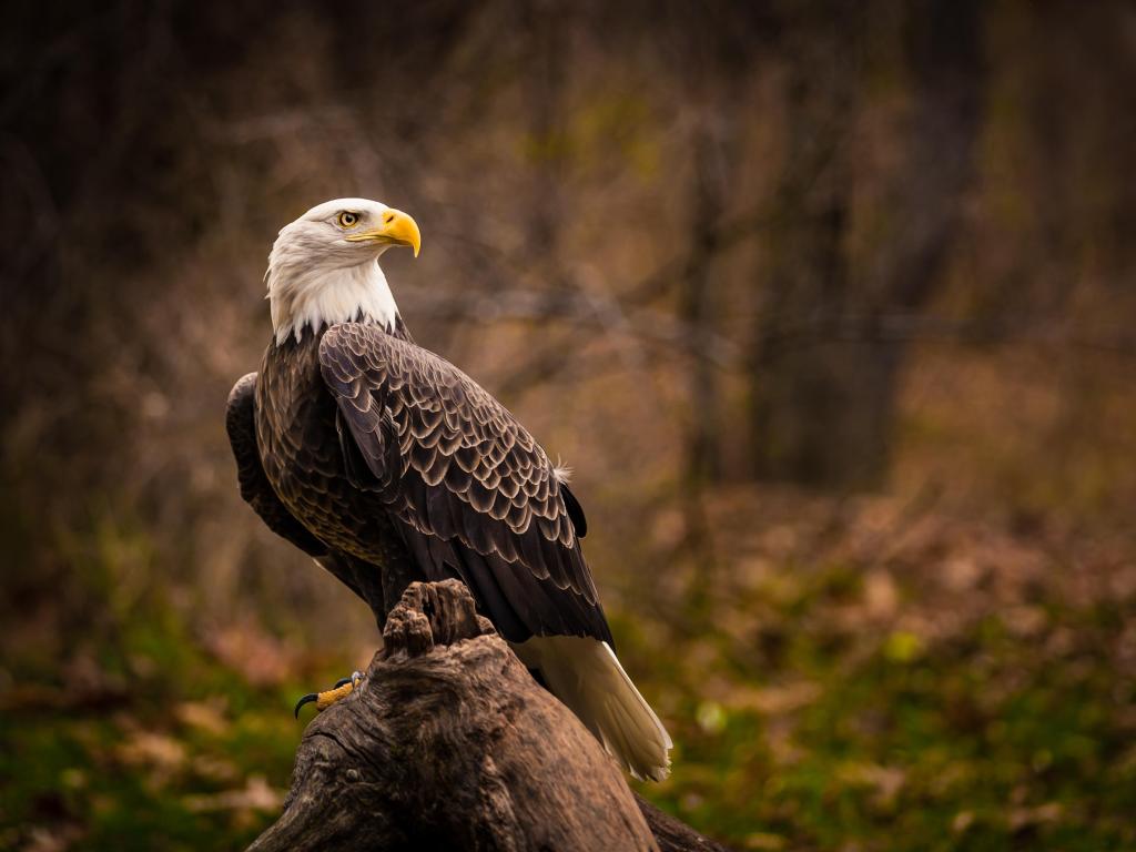 Large eagle with white head, yellow beak and brown body, perched on a tree stump