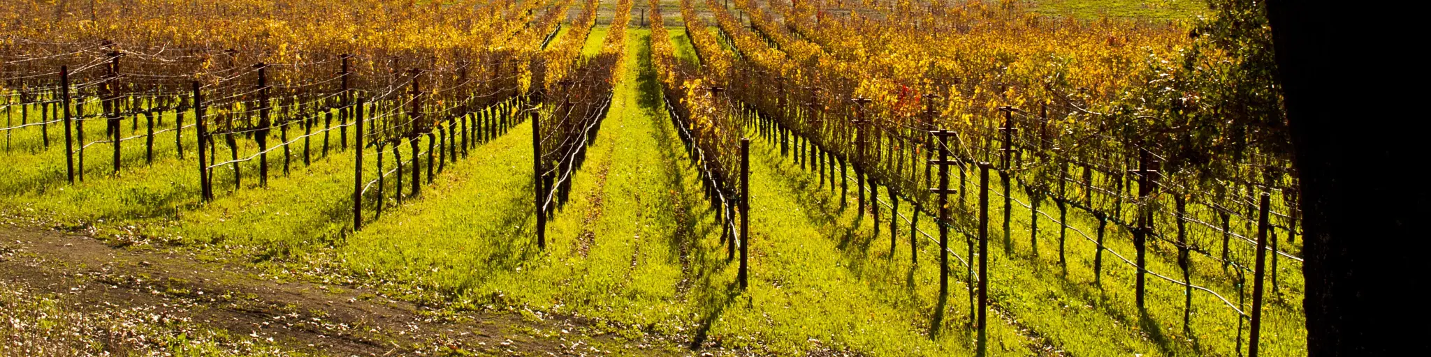 Autumn view of a vineyard in Napa Valley, part of the image is framed by a tree in the foregound