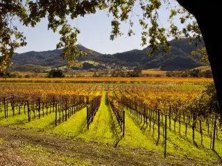 Autumn view of a vineyard in Napa Valley, part of the image is framed by a tree in the foregound
