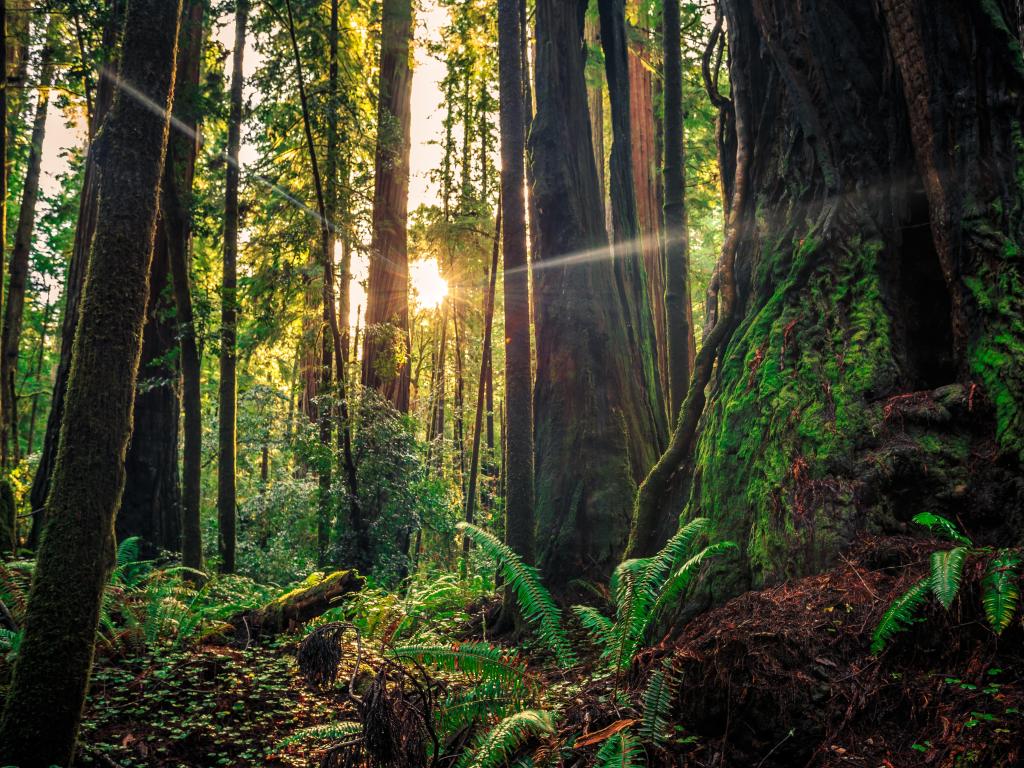 Daybreak in the Redwoods, Redwoods National & State Parks, California with tall trees and the sun shining through them.