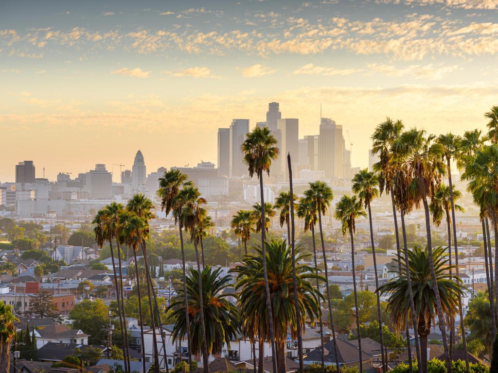 Los Angeles, California, USA with the cityscape downtown Los Angeles at sunset with palm trees in the foreground. 