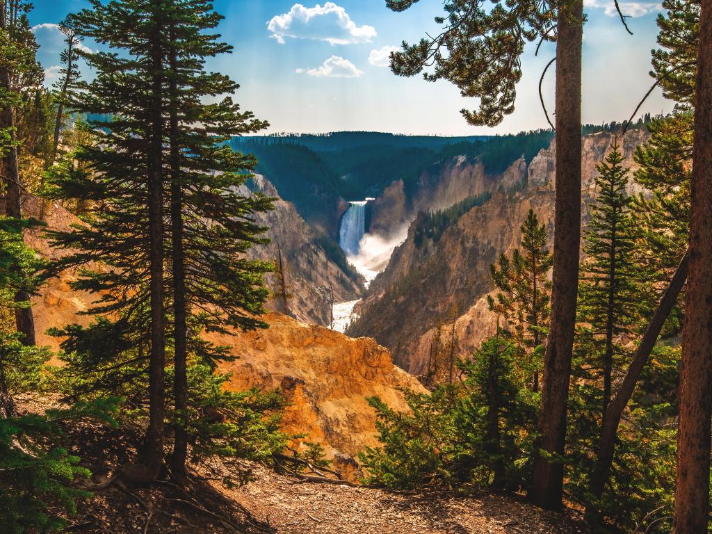 Lower Yellowstone Falls in the distance pour into the Grand Canyon of the Yellowstone in Yellowstone National Park, Wyoming, USA.