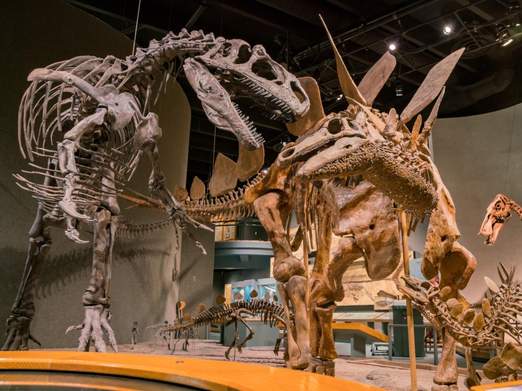 Dinosaur skeletons at the Denver Museum of Nature and Science