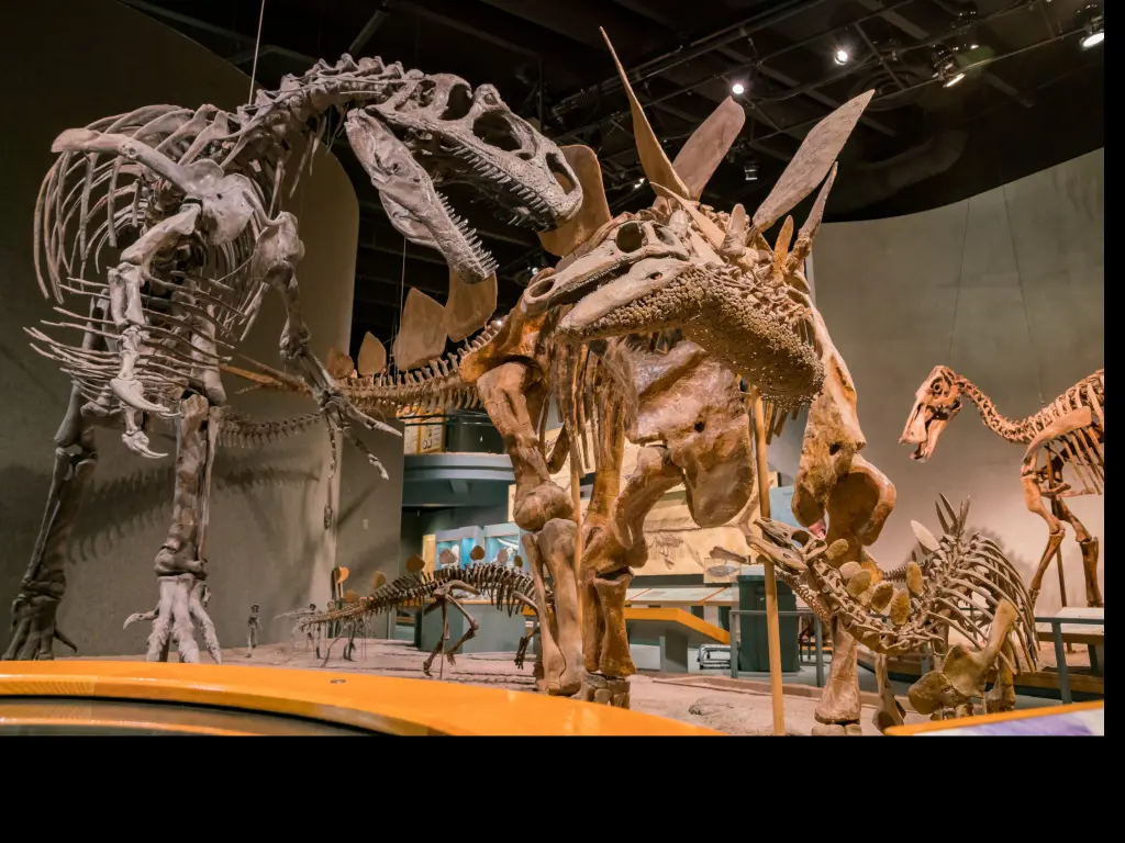 Dinosaur skeletons at the Denver Museum of Nature and Science