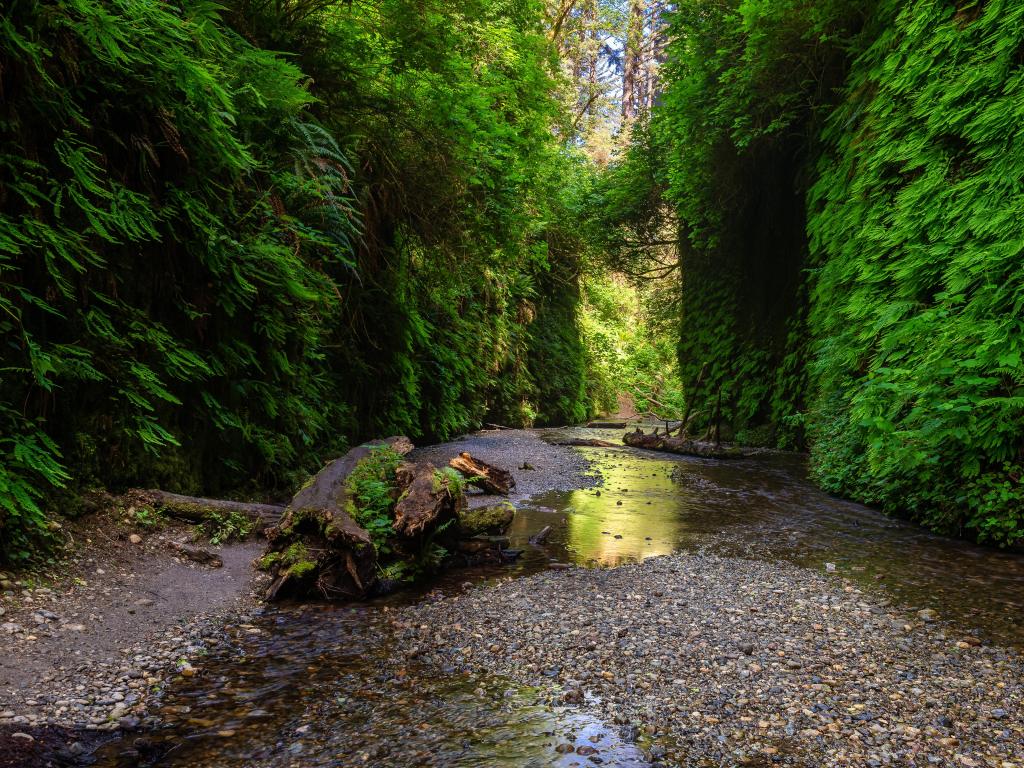 Dense greenery and shallow waters of Fern Canyon in Prairie Creek Redwoods State Park