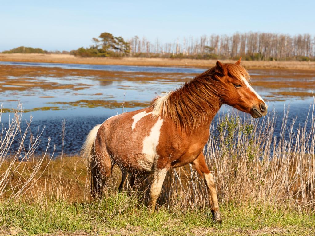 Chincoteague National Wildlife Refuge, Virginia, USA with a wild horse eating grass and wetlands in the distance. 