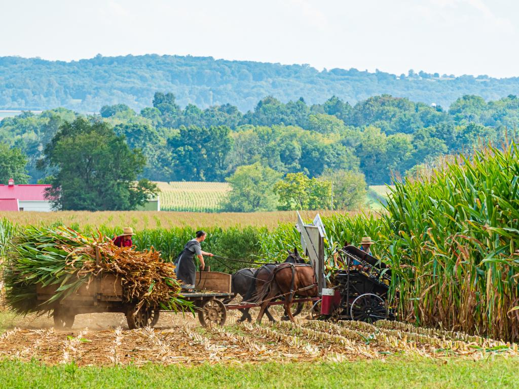 Two Amish men and one woman are manning their horses while harvesting corns during a sunny day in Lancaster, PA.