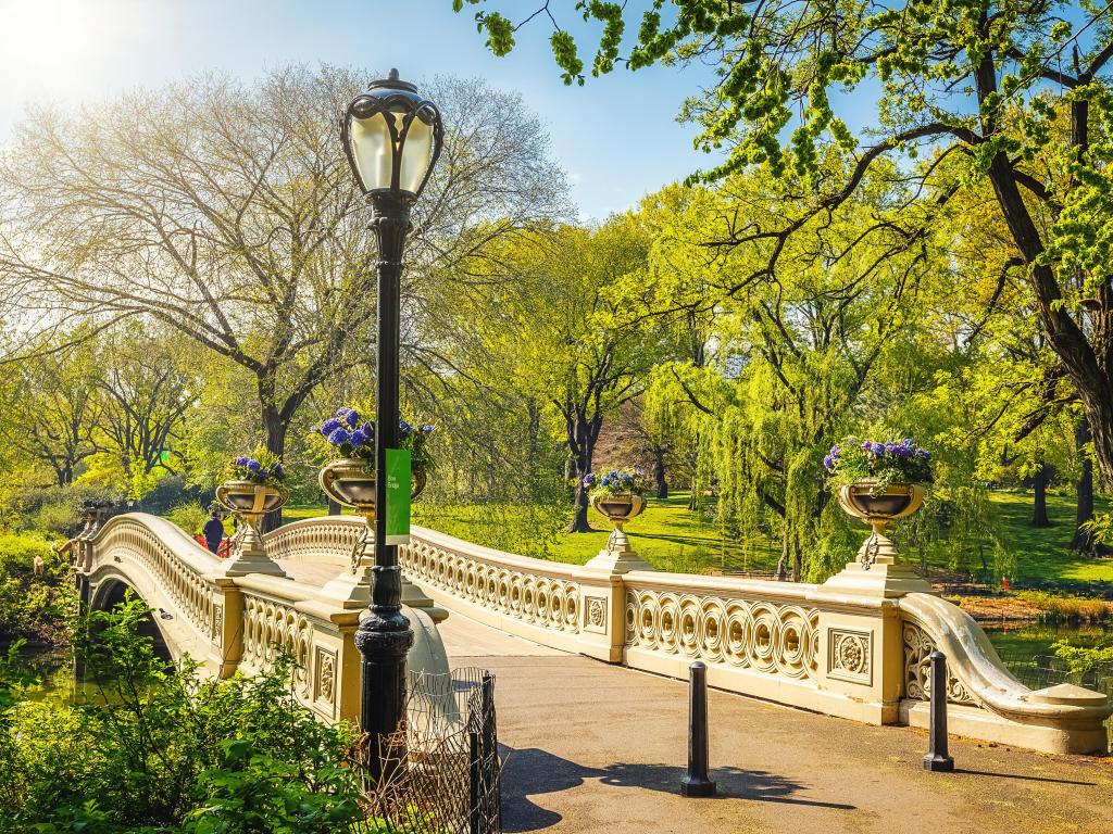 Bow bridge and surrounding lush green trees in Central Park on a sunny day, New York City