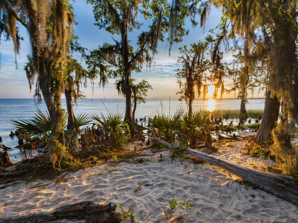 Fontainebleau State Park, Louisiana at sunset with a sandy shore in the foreground and exotic trees growing in front of a calm sea.