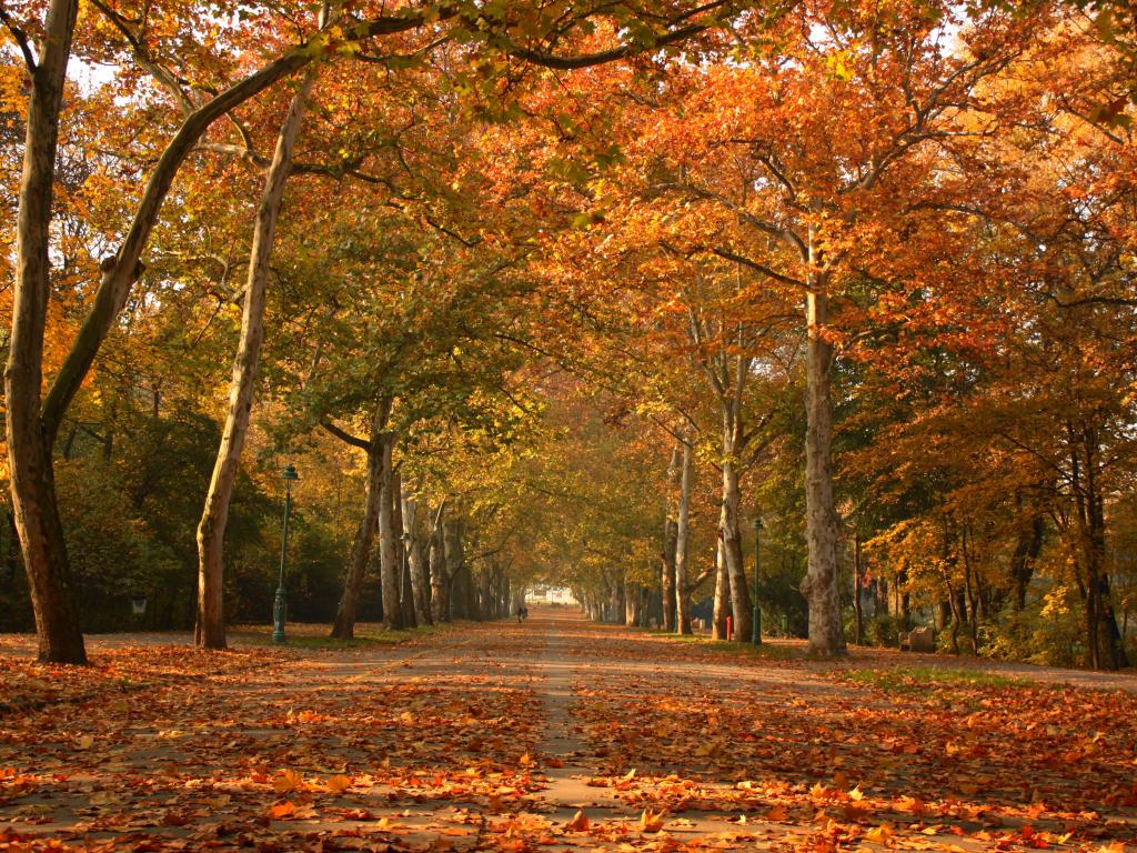 Fall foliage covers the trees and blankets the round in Liget Park, Szeged, in Hungary