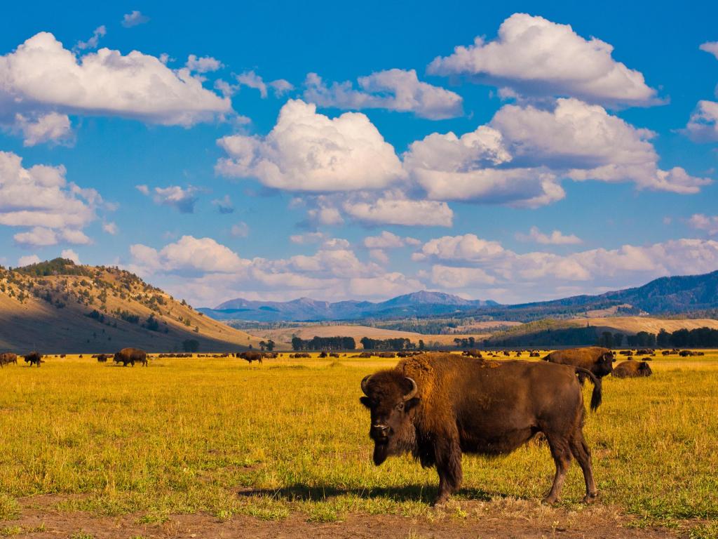 Bison Paradise in Yellowstone National Park, USA