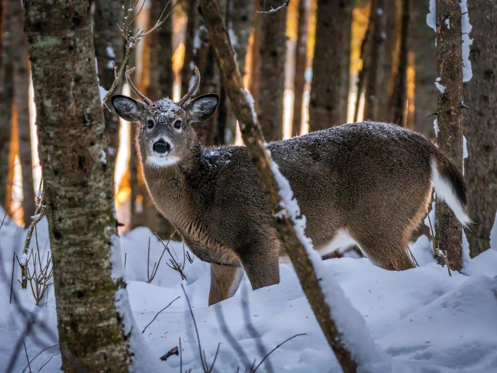 Deer standing in forest in deep snow looking directly at the camera