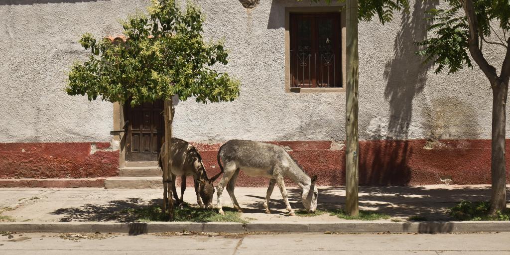 Donkeys grazing on grass in street of Cafayate, Argentina