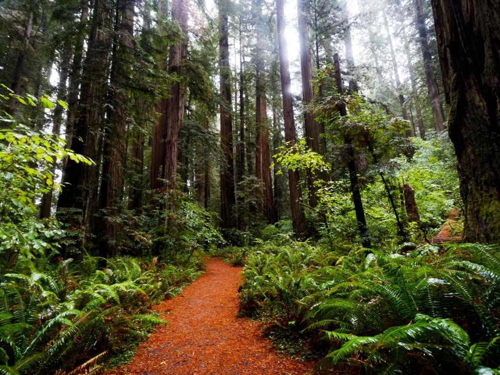 plan a trip to redwood national forest