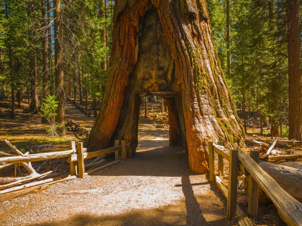 Giant Sequoia, Mariposa Grove, Yosemite National Park, California, USA. Tunnel tree.
