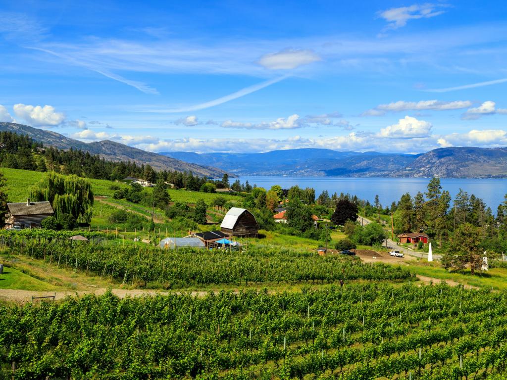 Vineyard in Okanagan Valley in Canada with a lake in the background on a sunny day