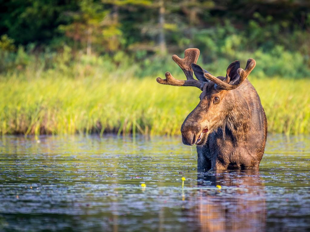 Moose standing in water with green vegetation behind