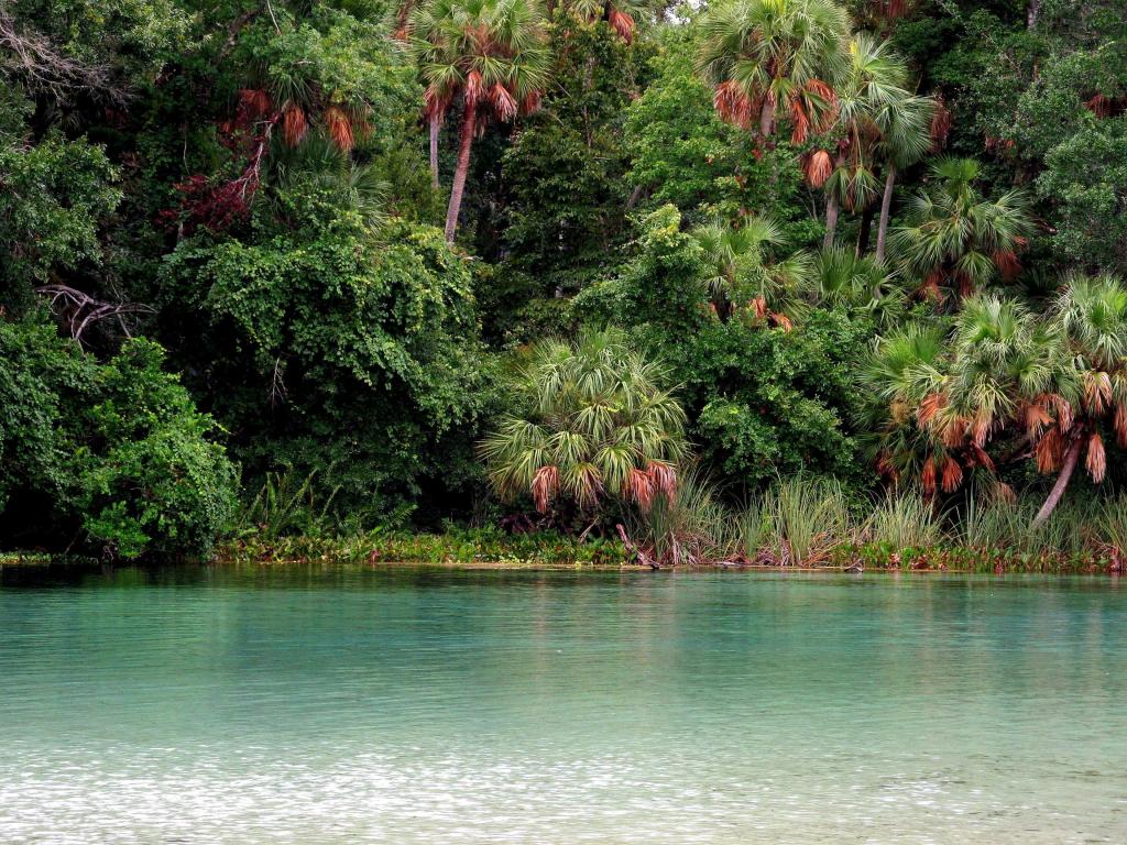 Ocala National Forest, Florida, USA with dense palm trees in the background and clear water in the foreground.