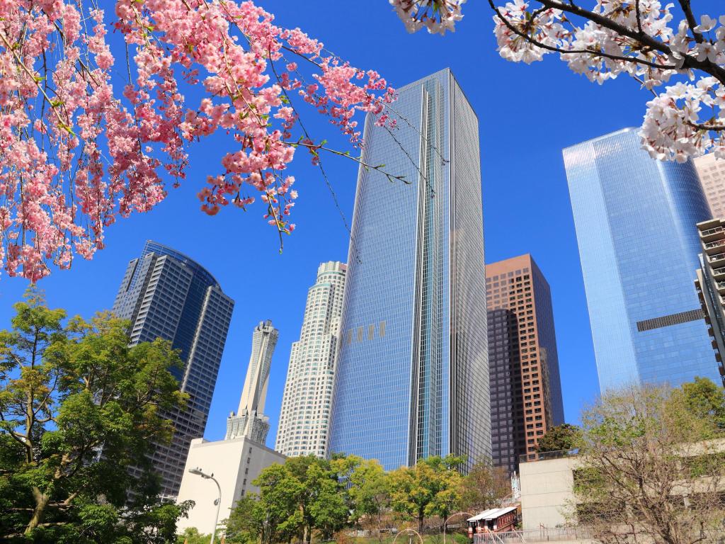 Pink and white springtime cherry blossoms and high rise buildings in bright sunshine with a clear blue sky 