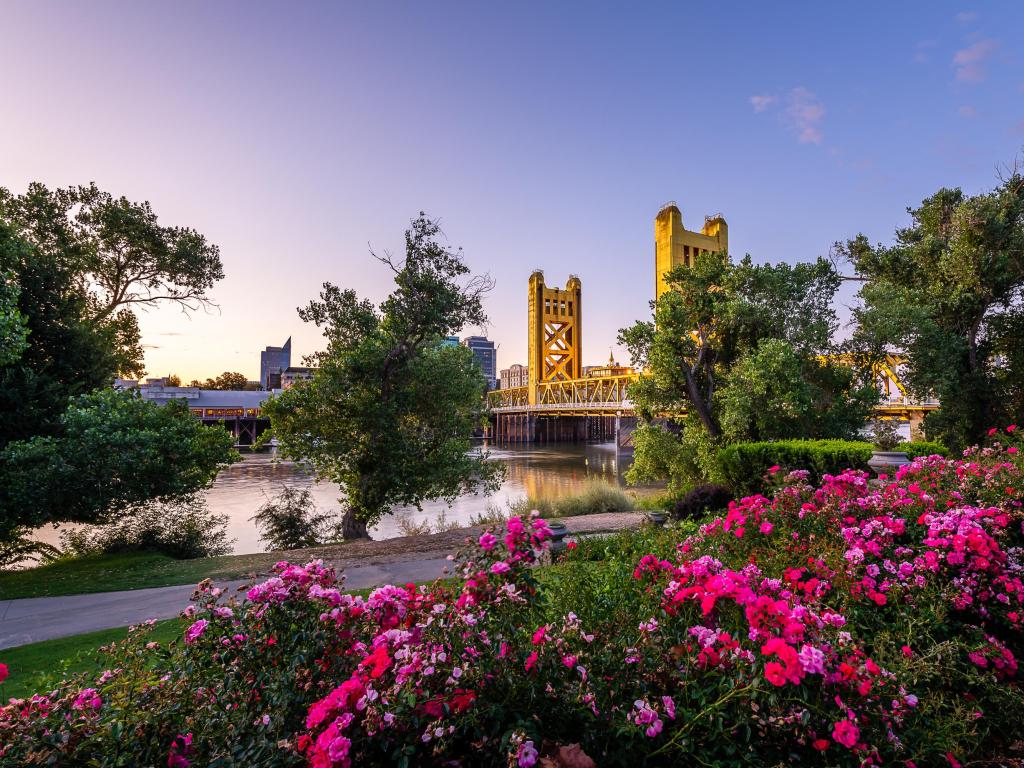 Dawn over the landmarks of West Sacramento, bright pink and purple flowers in the foreground