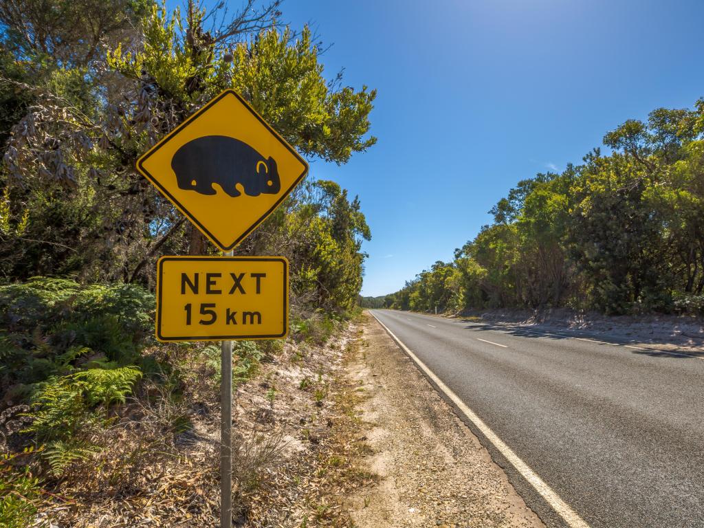 Warning sign for wombat crossing on Tasmania road