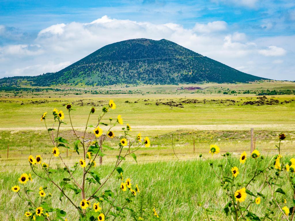 Capulin Volcano National Monument in New Mexico, USA with yellow flowers in the foreground and the green mountain in the distance against a blue sky.