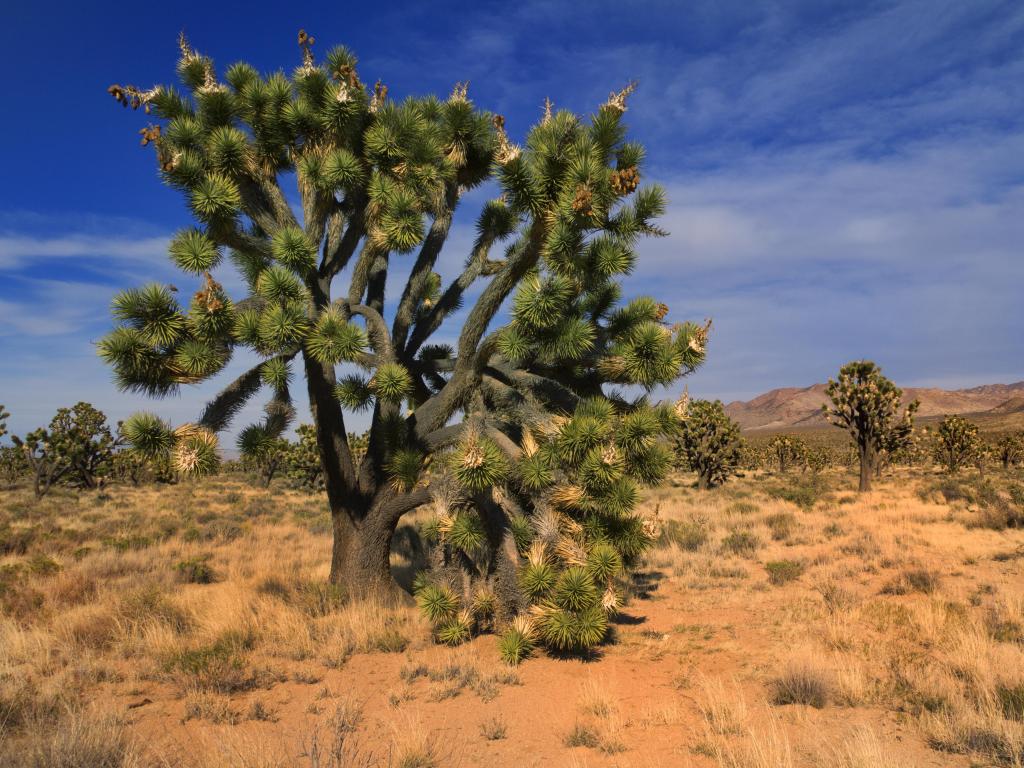 A Joshua tree (Yucca brevifolia) in Mojave National Preserve, California, USA.