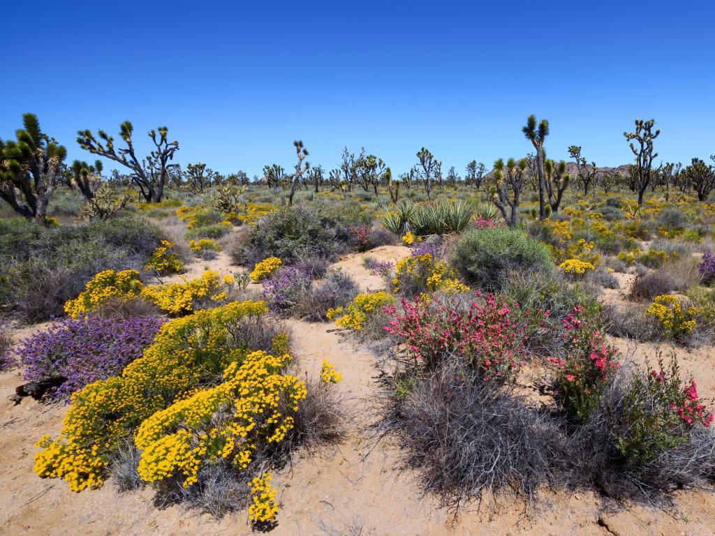 Mojave National Preserve, California, USA with Joshua trees and spring wildflowers on a sunny day.