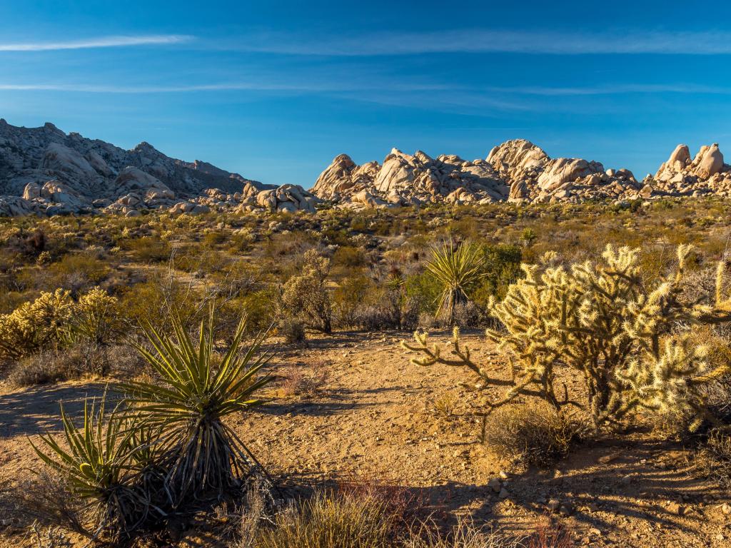 Mojave National Preserve, California, USA with a view of the Mojave desert on a sunny day.