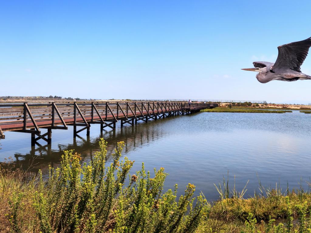 Great Blue Heron flies over marshland at Huntington State Beach