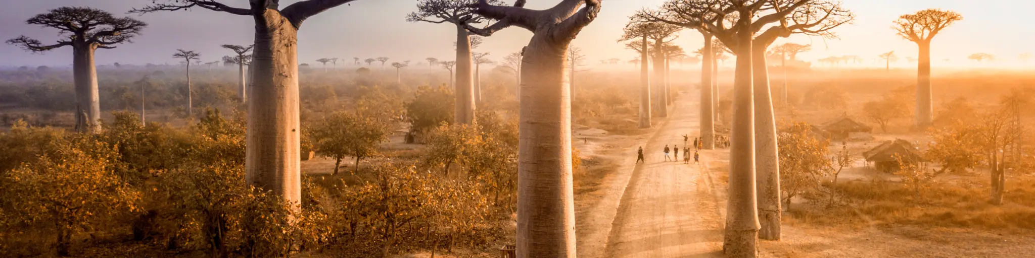 One of the best driving roads in the world - the avenue of of the baobabs
