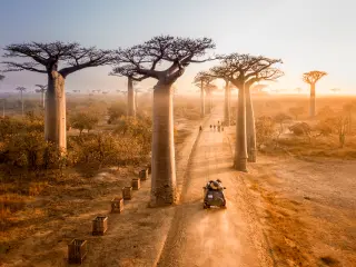 One of the best driving roads in the world - the avenue of of the baobabs