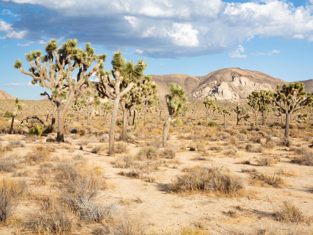 Joshua Tree National Park, California, USA with a view of Joshua trees (Yucca brevifolia) surrounded by the Mojave Desert on a sunny day.