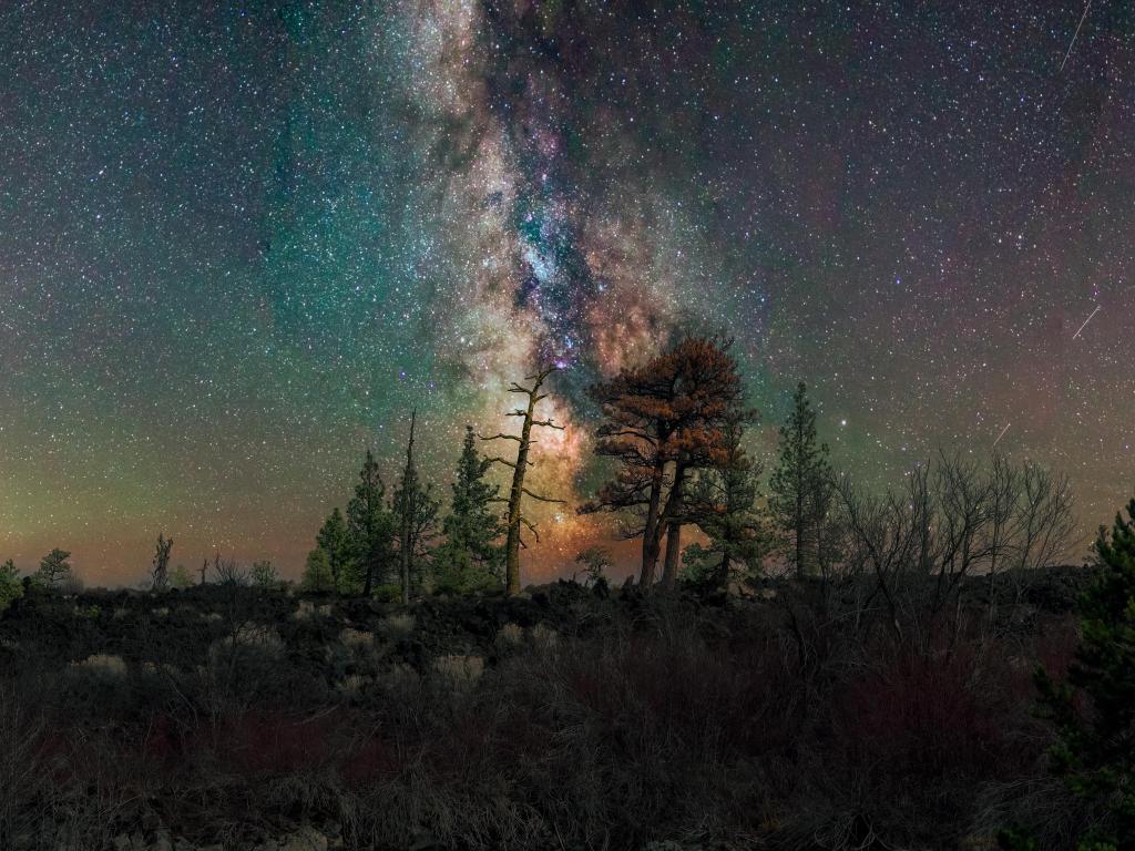 Star filled night with tree silhouettes in the forefround