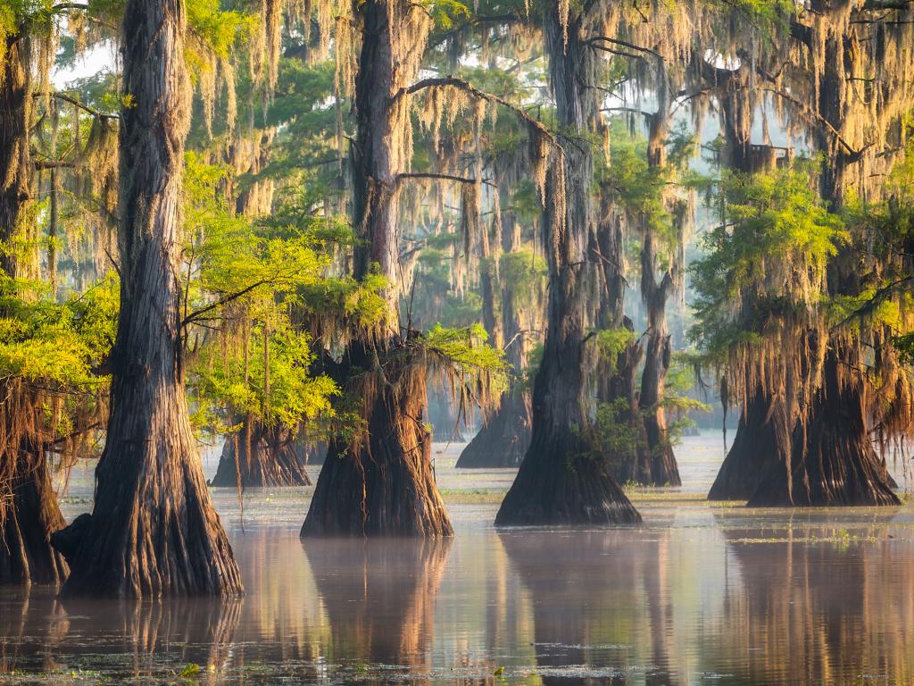 Cypress trees standing in Caddo Lake on Texas Louisiana border