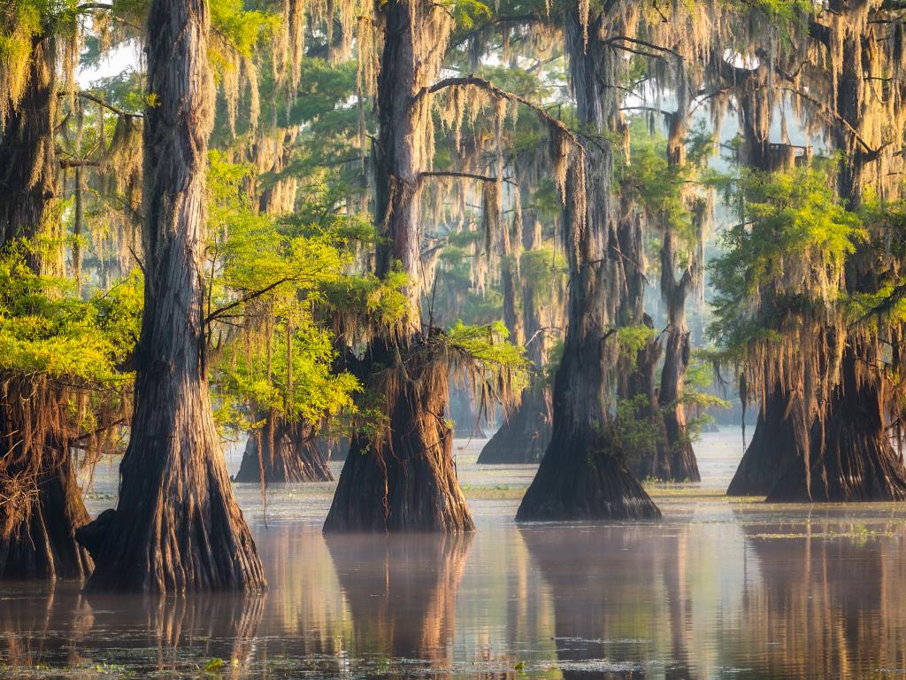 Cypress trees standing in Caddo Lake on Texas Louisiana border