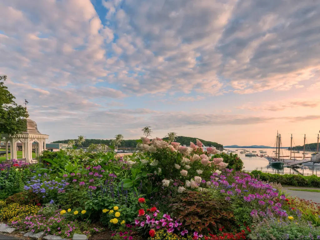 Bar Harbor, Maine, USA in the summer with blooming flowers in the foreground and the sea and yachts in the distance taken at sunrise.