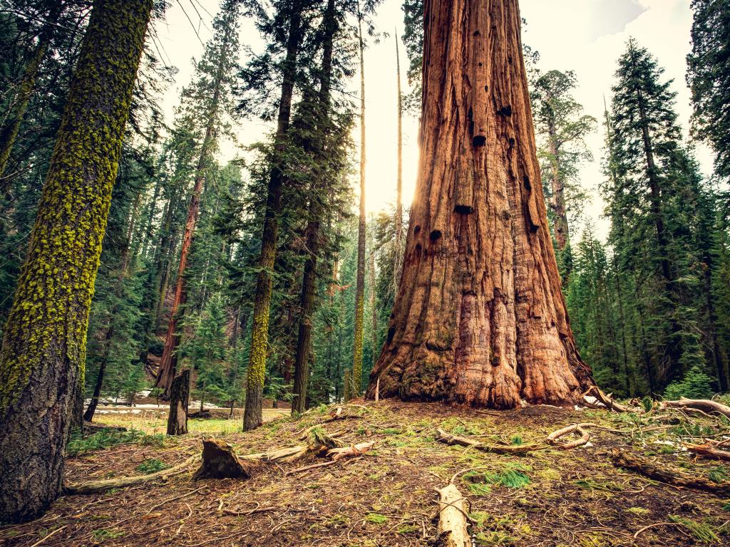 Sequoia National Park, California, USA with the sun setting on the giant forest.